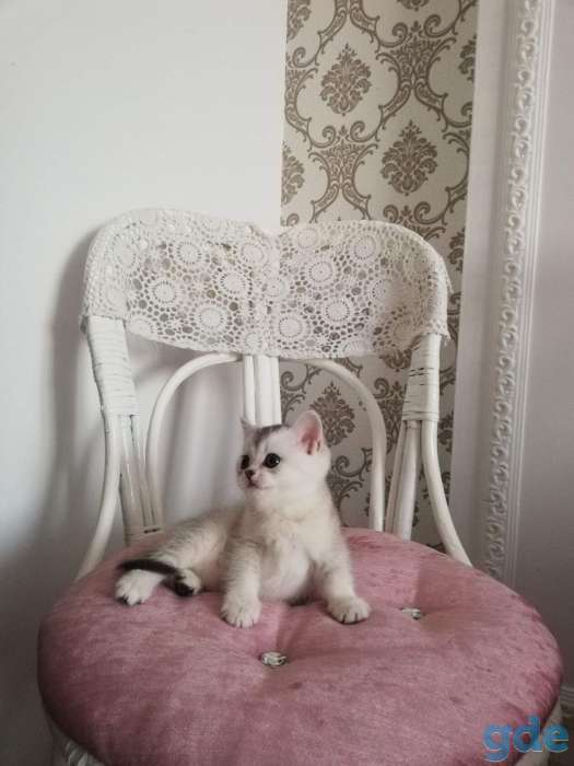 котята шиншилла на серебре, фотография 5