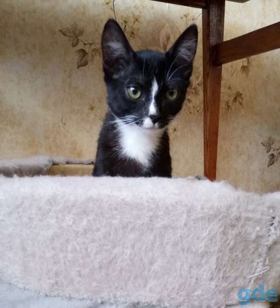 Котенок ищет дом, фотография 3