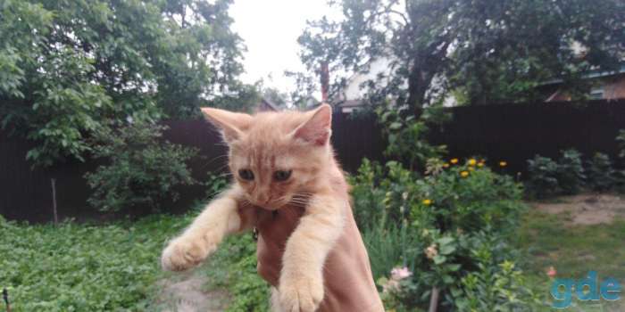 шотландские котята, фотография 2