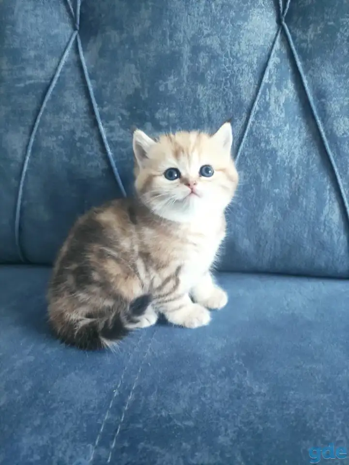 Шотландские котята, фотография 1