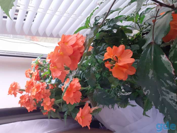 Продам гибискус кроссандру фикус, фотография 4