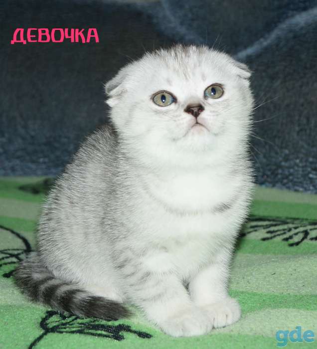 Шотландские котята, фотография 6