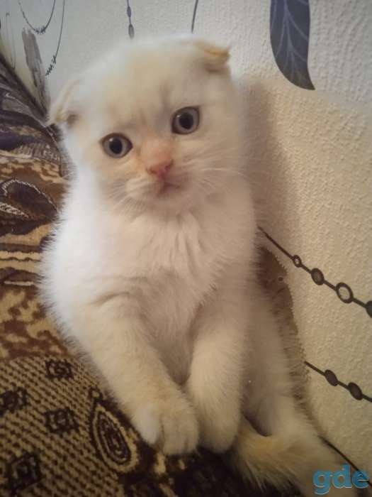 ШОТЛАНДСКИЕ котята РЕДКИЙ окрас, фотография 2