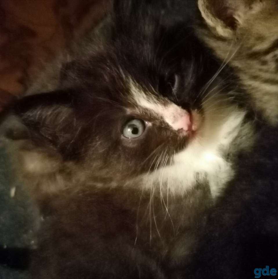 Котята ищут дом, фотография 3