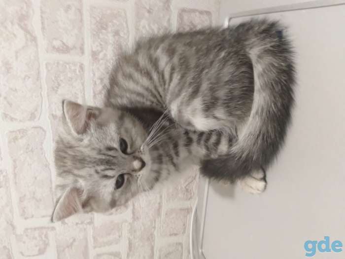 Продам котят, фотография 5