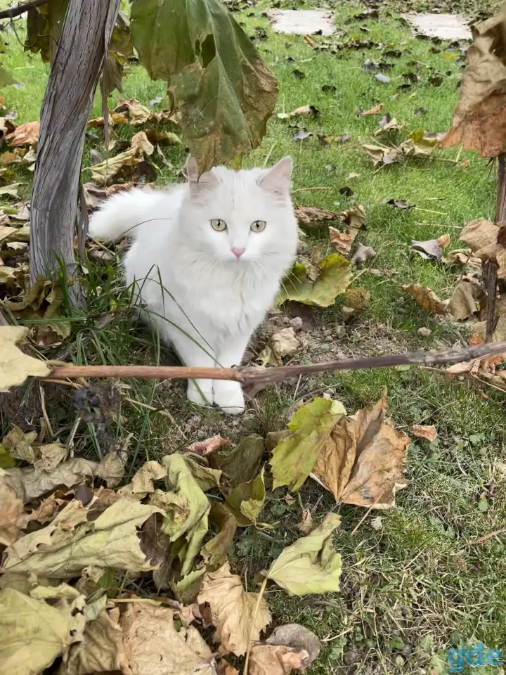 Котята турецкой ангоры, фотография 5
