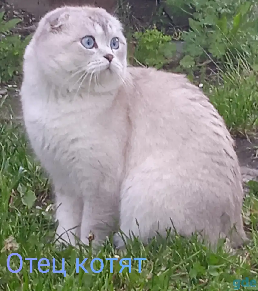 Шотландские котята, фотография 10