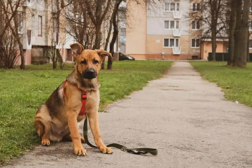 Щенок Джэфри ищет теплый уютный дом!, фотография 3