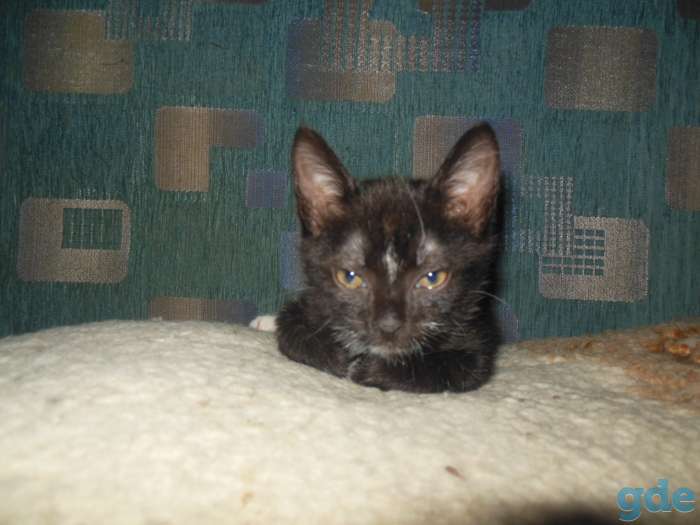 котёнок 3 меяца мальчик в дар, фотография 6