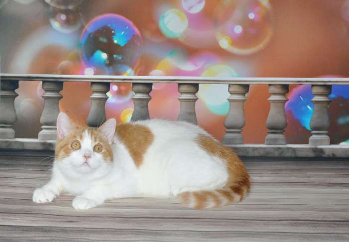 Шотландские кошечки и котики для вас., фотография 1