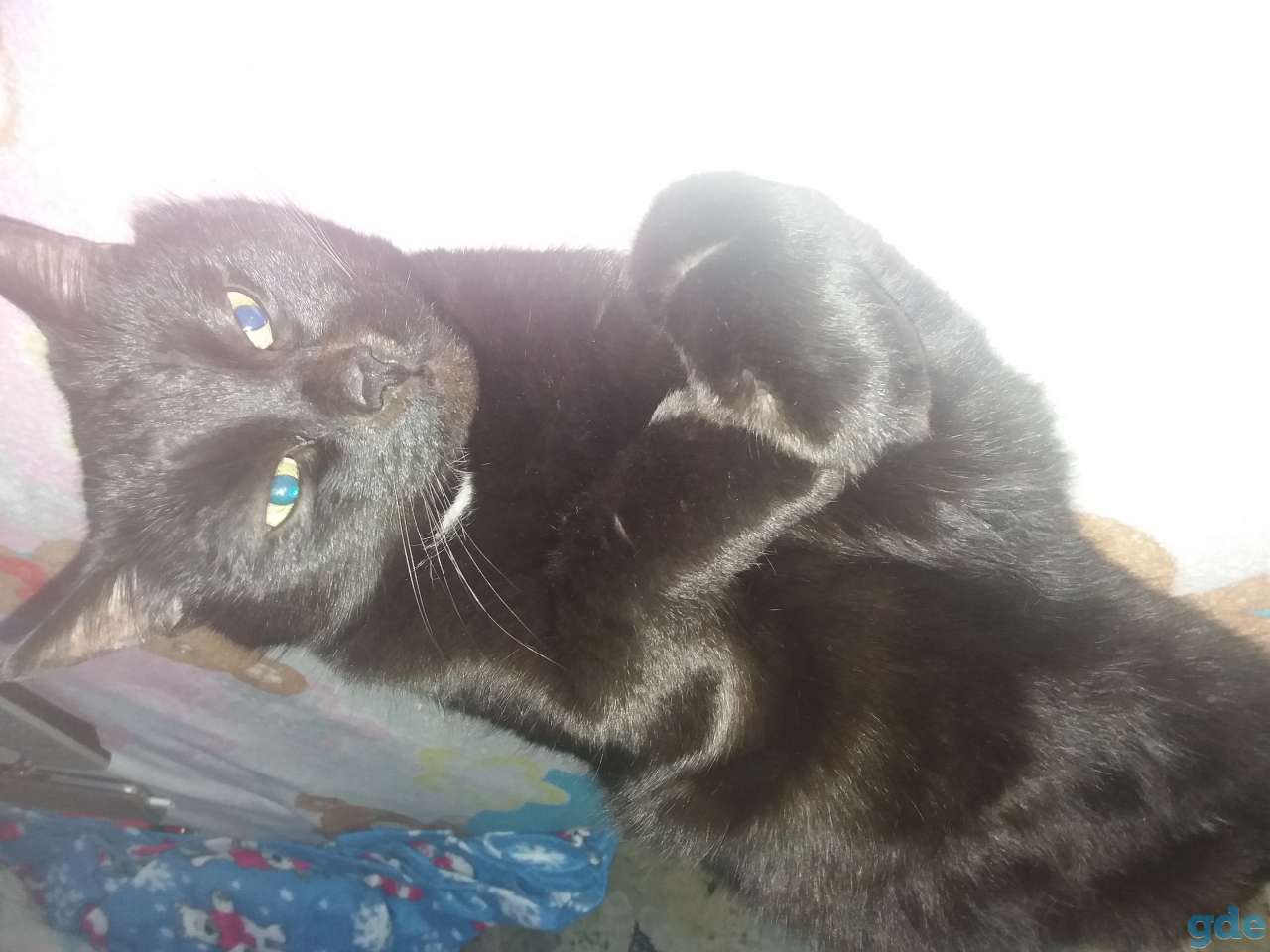 Отдам в хорошие руки черного домашнего кострированного кота, фотография 1
