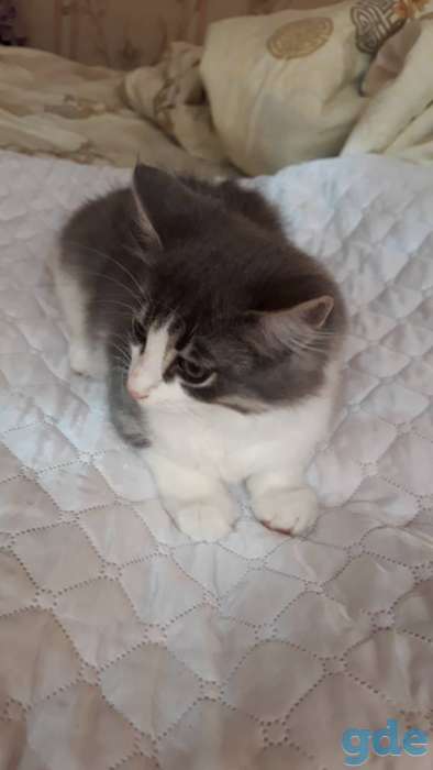 Отдадим котика в хорошие руки, фотография 1