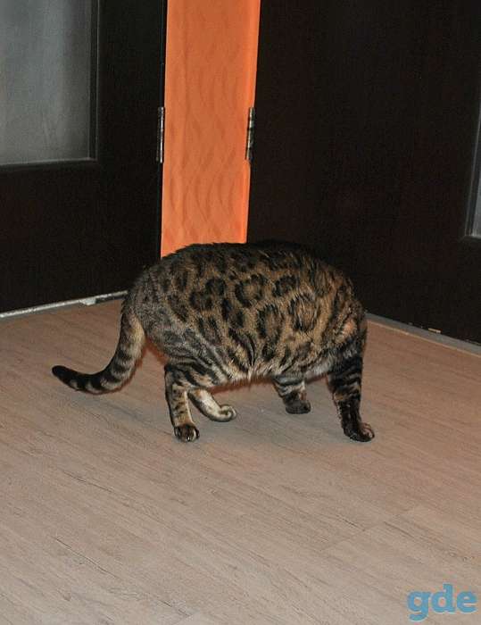Бенгальский кот вязка, фотография 2
