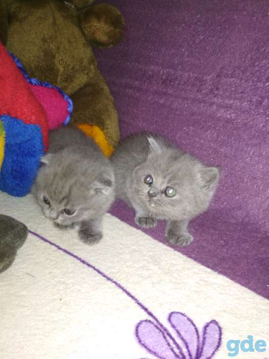 Шотландские котята, фотография 10