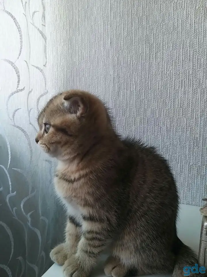 Шотландские вислоухие котята, фотография 5