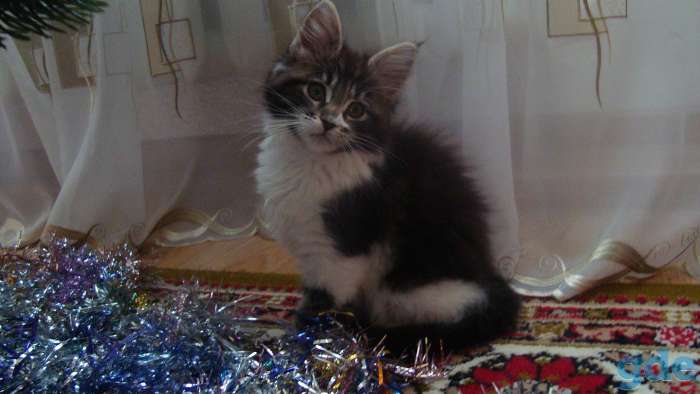 Котенок Мейн-кун, фотография 1
