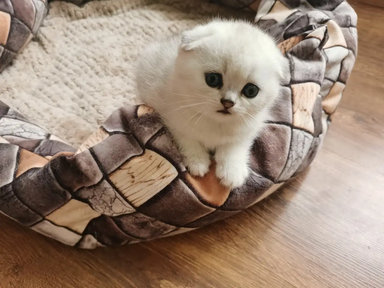Продам котят, фотография 4