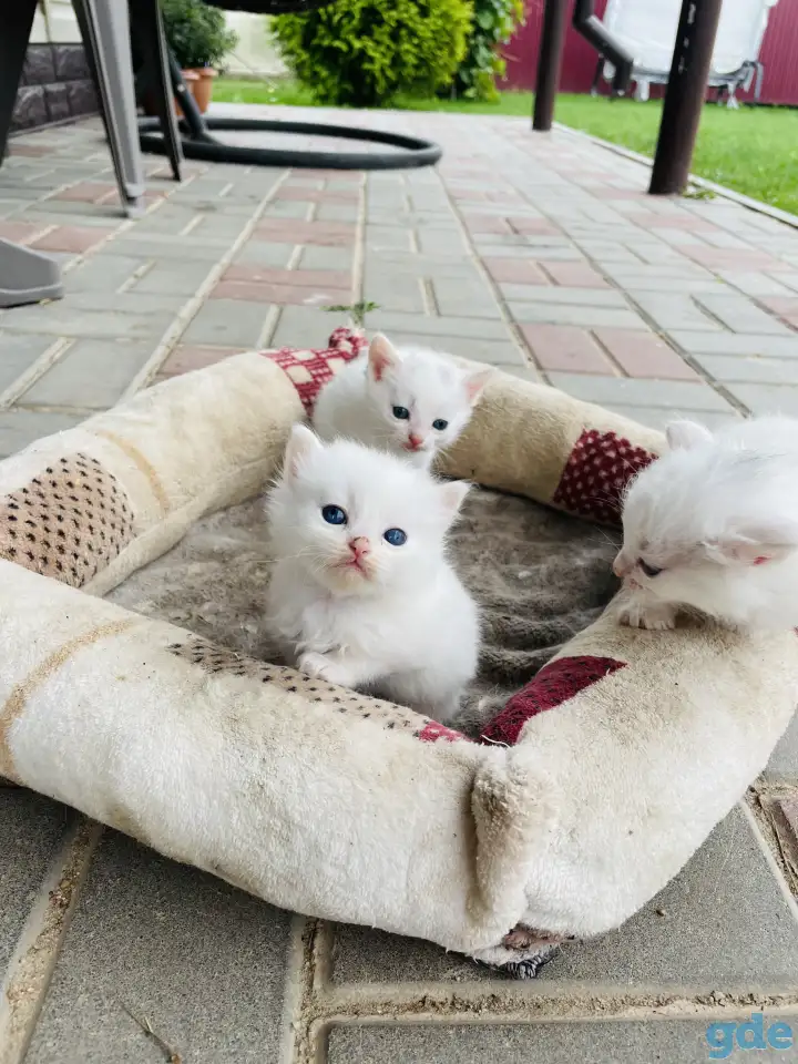 Котята турецкой ангоры, фотография 1