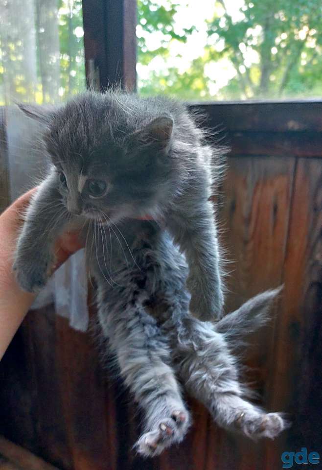 Котята, фотография 2