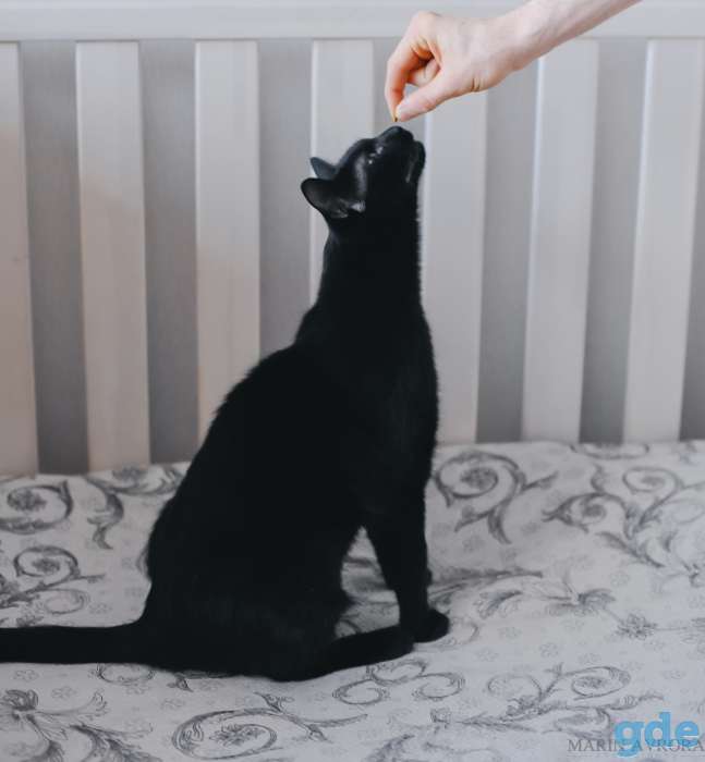 Молодой черный кот ищет свое счастье!, фотография 2
