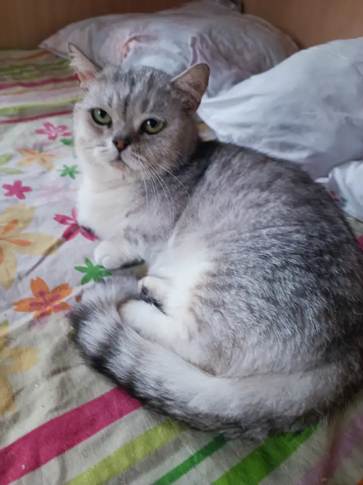 Манчкин кот, фотография 2