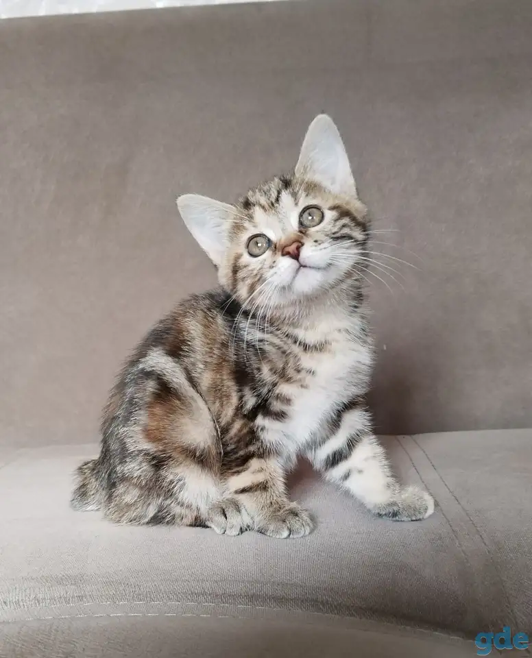 Курильский бобтейл, фотография 5