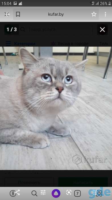 Продам котят, фотография 6