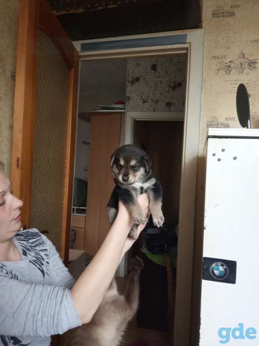 БЕСПЛАТНО Щенки, фотография 1