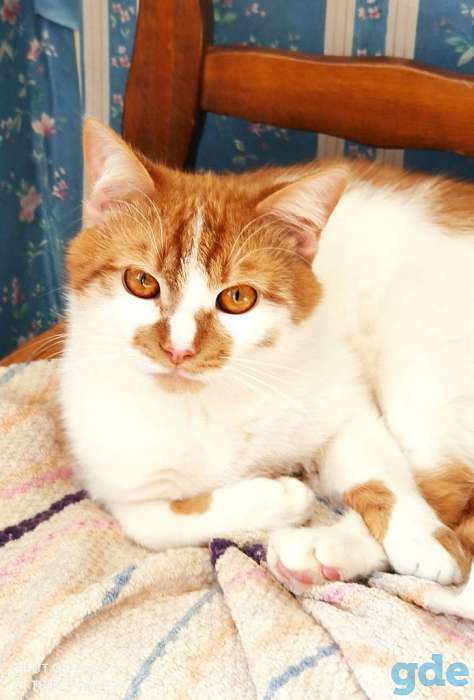 Кот Джокер. Солнечный кот, кастрирован., фотография 3