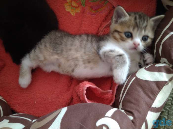 Продам британских котят, фотография 1