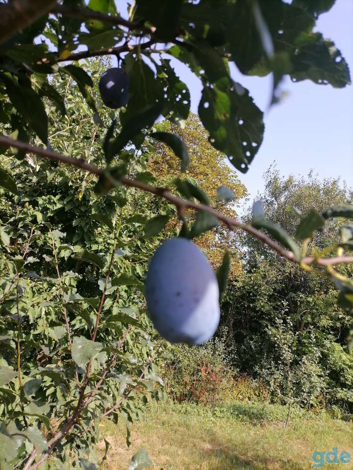 Продам дом с  большим участком, фотография 5
