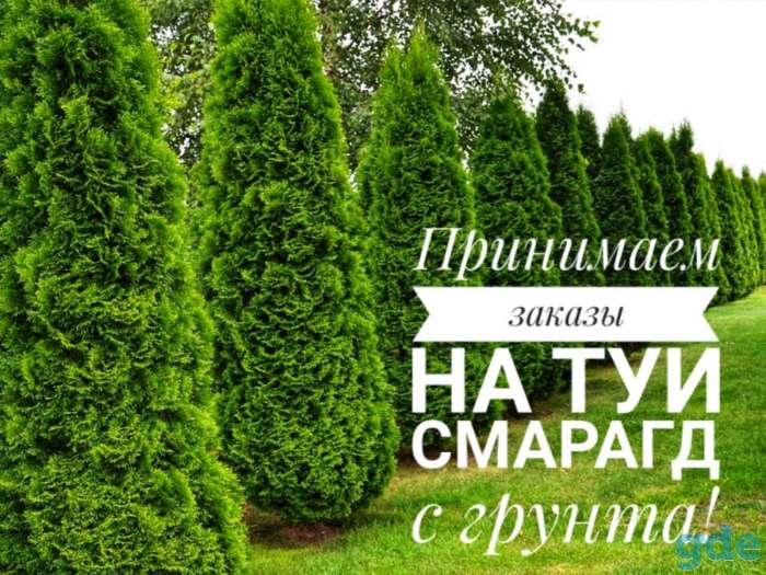 Садовый Центр в г. Орша приглашает за покупками, фотография 3