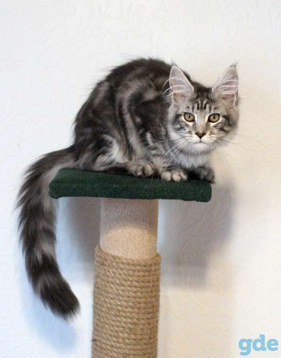 котята мейн-кун, фотография 1