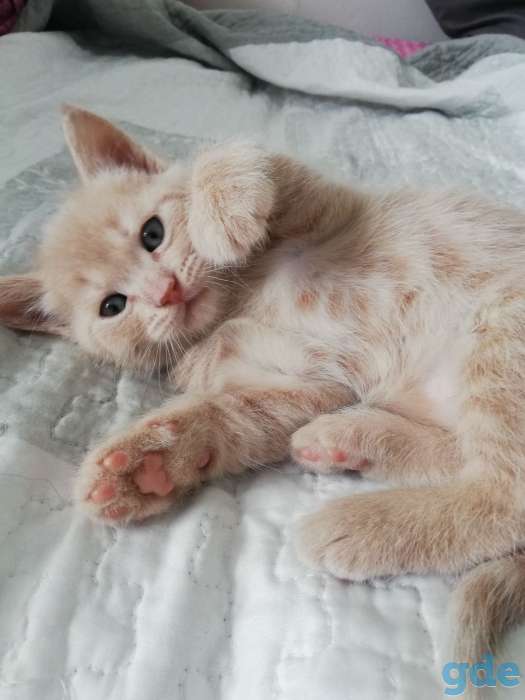 Продам экзотических- котят, фотография 3