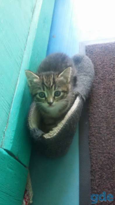 котята, фотография 4