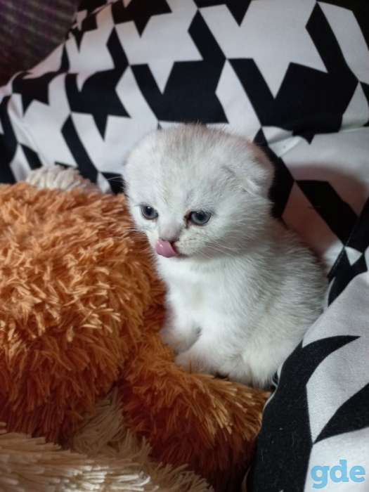 Шотландцы котята, фотография 2