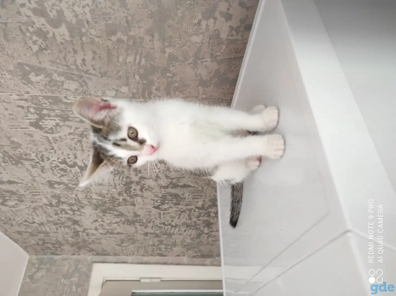 продаются котята, фотография 2