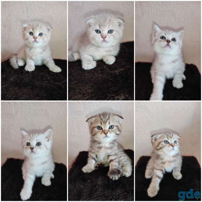 Шотландские вислоухие котята, фотография 1