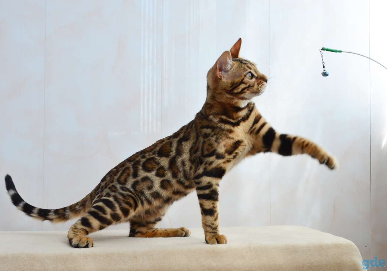 Бенгальский котенок девочка, фотография 3