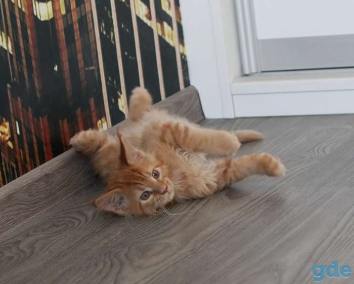 котята мэйн-кун, фотография 7