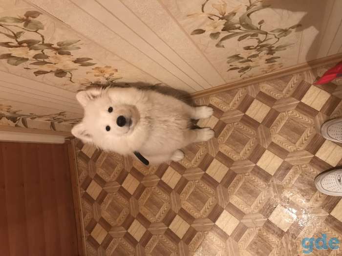 Продам щенка самоеда, фотография 2