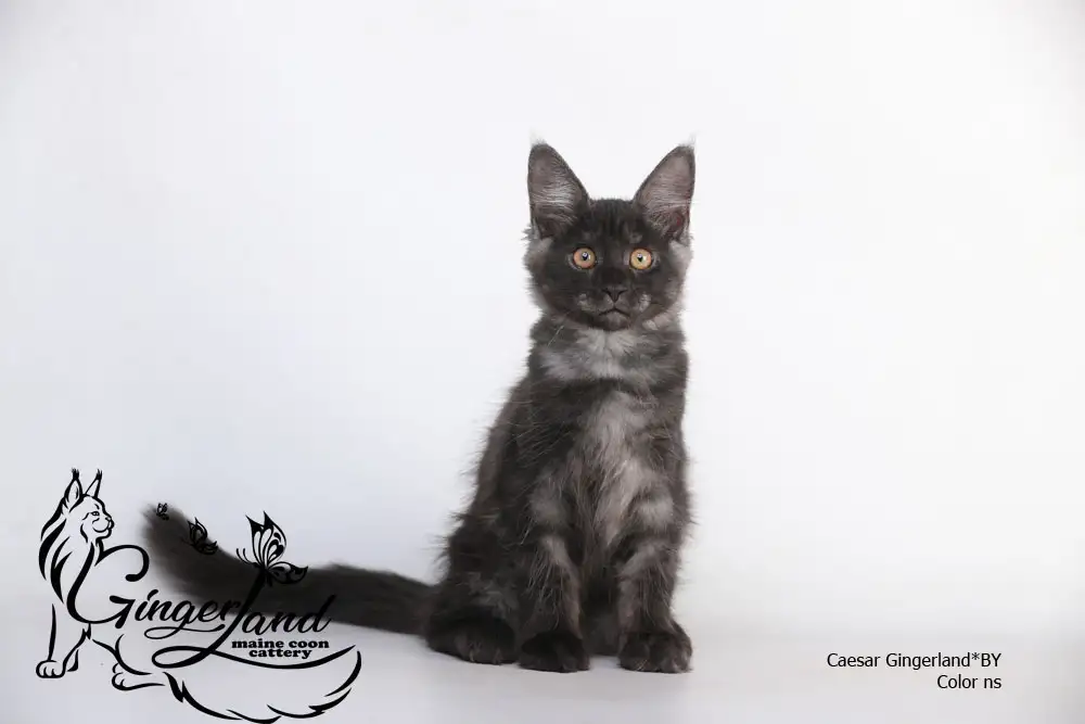 Котята Мейн-кун из питомника, фотография 1