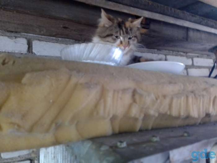 Кошка и котята в дар, фотография 1