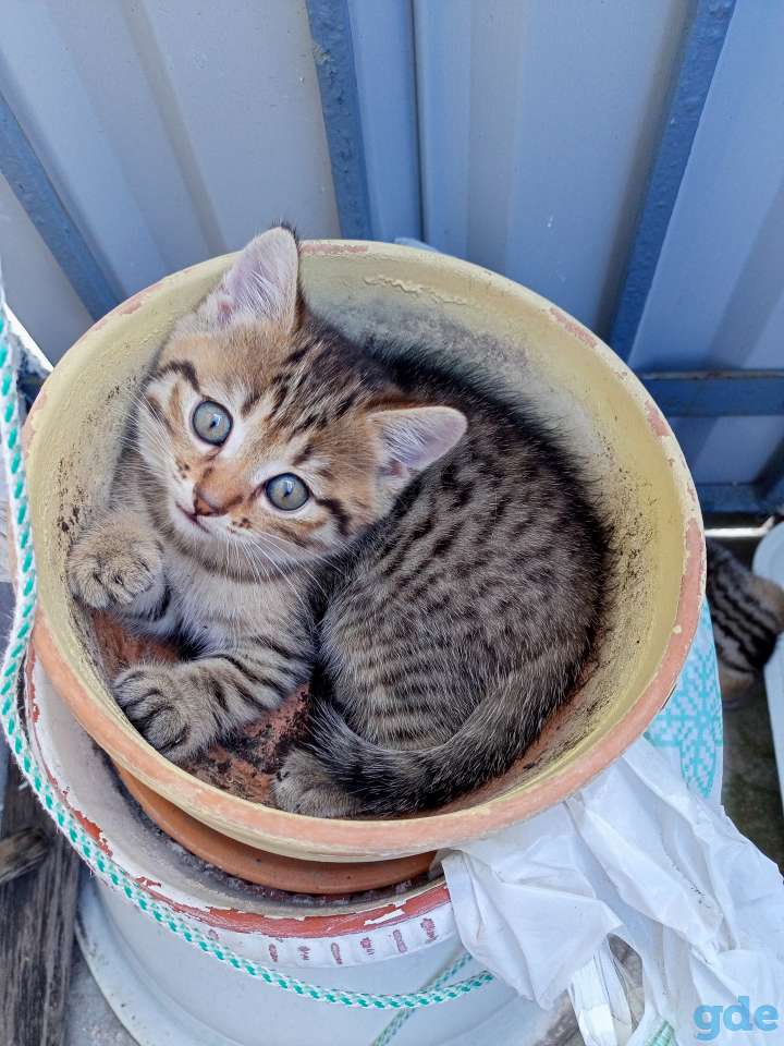 Красивые котята, фотография 1