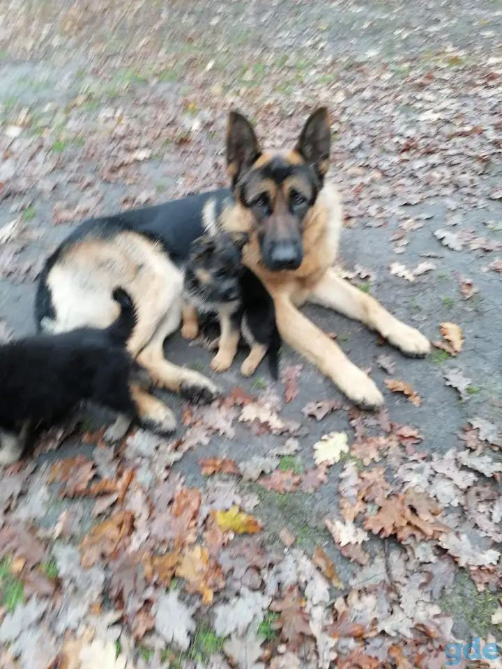 Щенки немецкой овчарки, фотография 4