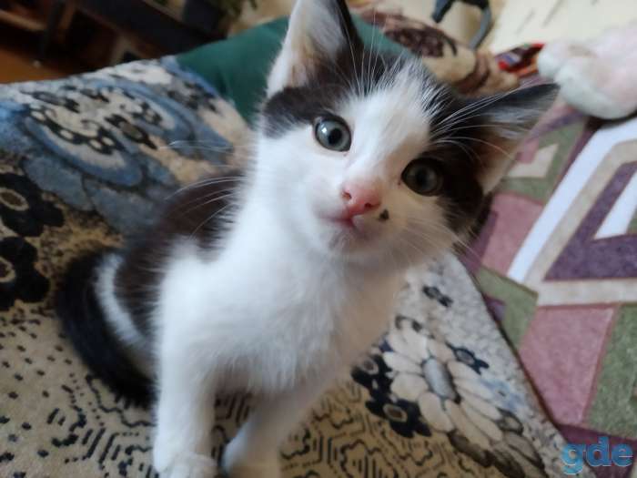 Отдам котенка мальчика, фотография 3