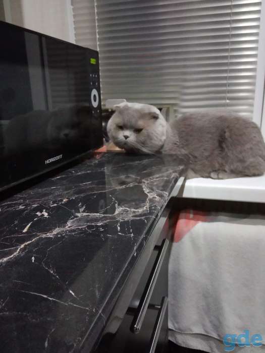 вязка кота, фотография 2