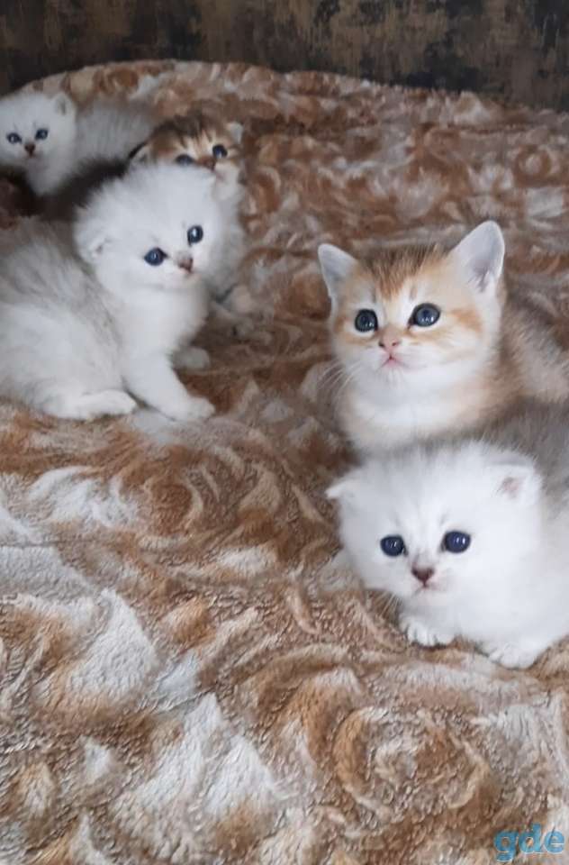 Шотланские и хайленд фолд котята, фотография 9