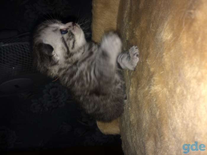 Котята, фотография 1