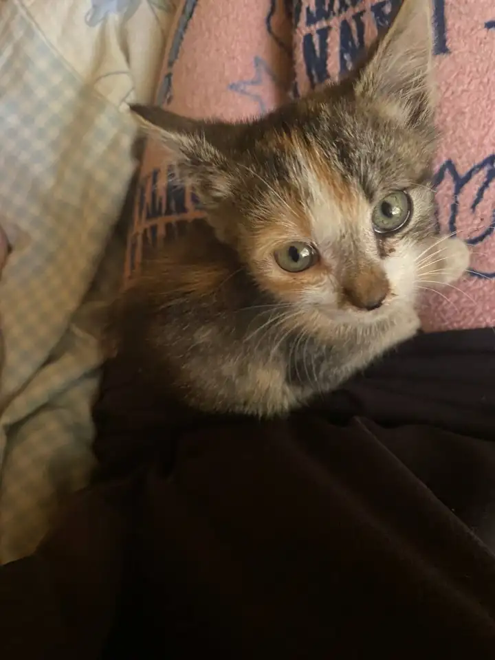 КОТЯТА В ДОБРЫЕ РУКИ ОЧЕНЬ СРОЧНО, фотография 5